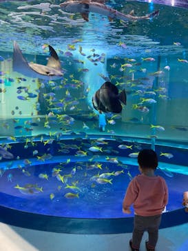 AQUARIUM × ART　atoaに投稿された画像（2024/4/9）