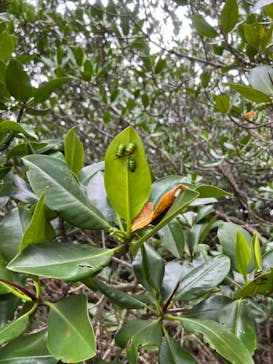 石垣島 ADVENTURE PiPi（イシガキジマアドベンチャーピピ）に投稿された画像（2024/4/9）