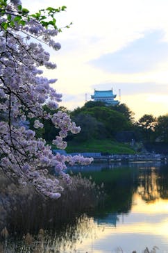 名古屋城に投稿された画像（2024/4/9）
