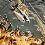 特別展「大哺乳類展３－わけてつなげて大行進」に投稿された画像（2024/4/9）