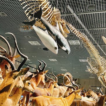 特別展「大哺乳類展３－わけてつなげて大行進」に投稿された画像（2024/4/9）