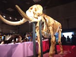 特別展「大哺乳類展３－わけてつなげて大行進」に投稿された画像（2024/4/10）