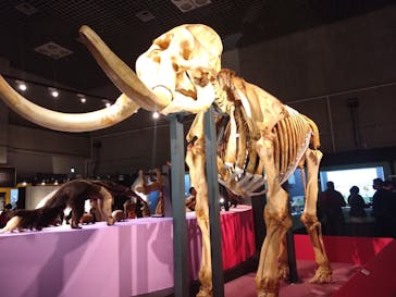 特別展「大哺乳類展３－わけてつなげて大行進」に投稿された画像（2024/4/9）