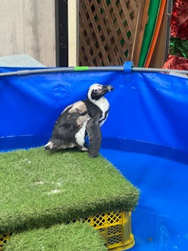 いきもの探検隊上尾に投稿された画像（2024/4/10）