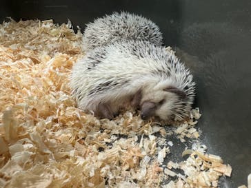 いきもの探検隊上尾に投稿された画像（2024/4/10）