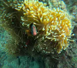 沖縄マリンサービス碧に投稿された画像（2024/4/10）