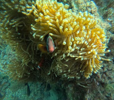 沖縄マリンサービス碧に投稿された画像（2024/4/10）