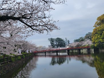 小田原城に投稿された画像（2024/4/10）