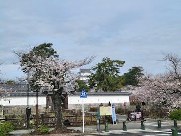 小田原城に投稿された画像（2024/4/10）