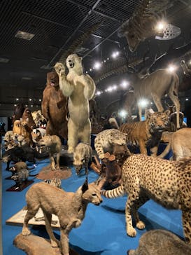 特別展「大哺乳類展３－わけてつなげて大行進」に投稿された画像（2024/4/10）