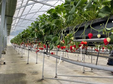 ICHIGOHOUSE.HITACHINAKAに投稿された画像（2024/4/10）