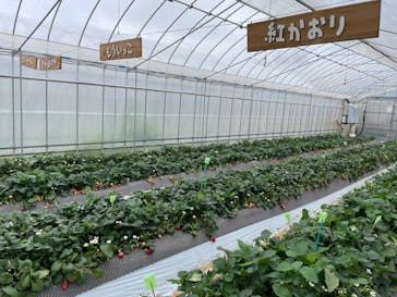 ICHIGOHOUSE.HITACHINAKAに投稿された画像（2024/4/10）