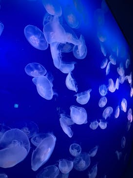 新江ノ島水族館に投稿された画像（2024/4/10）