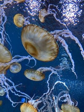 新江ノ島水族館に投稿された画像（2024/4/10）
