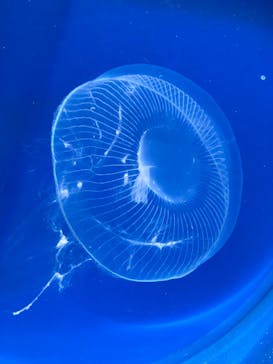 新江ノ島水族館に投稿された画像（2024/4/10）