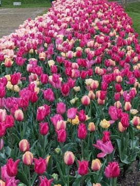 浜名湖花博2024に投稿された画像（2024/4/10）