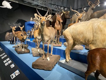 特別展「大哺乳類展３－わけてつなげて大行進」に投稿された画像（2024/4/10）