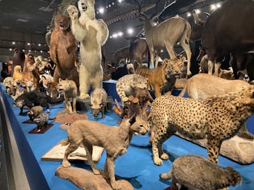特別展「大哺乳類展３－わけてつなげて大行進」に投稿された画像（2024/4/10）