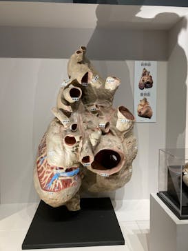 特別展「大哺乳類展３－わけてつなげて大行進」に投稿された画像（2024/4/10）