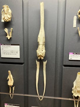 特別展「大哺乳類展３－わけてつなげて大行進」に投稿された画像（2024/4/10）