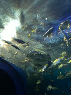 しながわ水族館に投稿された画像（2024/4/10）