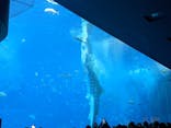 沖縄美ら海水族館に投稿された画像（2024/4/10）