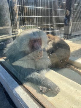 東武動物公園に投稿された画像（2024/4/10）