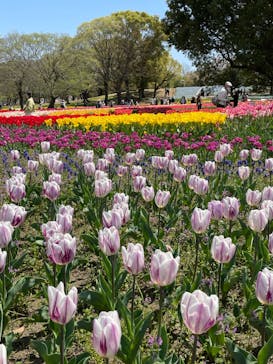 万博記念公園に投稿された画像（2024/4/10）