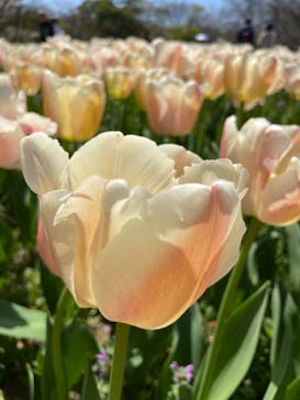 万博記念公園に投稿された画像（2024/4/10）