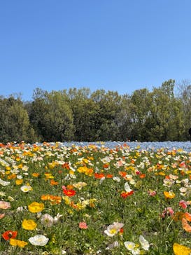 万博記念公園に投稿された画像（2024/4/10）