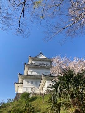 小田原城に投稿された画像（2024/4/10）