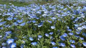 浜名湖花博2024に投稿された画像（2024/4/10）