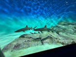 アクアワールド茨城県大洗水族館に投稿された画像（2024/4/10）