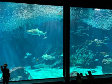 マリンワールド海の中道に投稿された画像（2024/4/10）