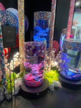 UWS AQUARIUM GA☆KYOに投稿された画像（2024/4/10）