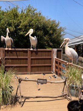 神戸どうぶつ王国に投稿された画像（2024/4/10）