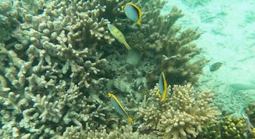 石垣島 ADVENTURE PiPi（イシガキジマアドベンチャーピピ）に投稿された画像（2024/4/11）