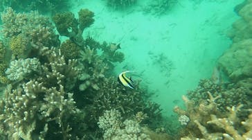 石垣島 ADVENTURE PiPi（イシガキジマアドベンチャーピピ）に投稿された画像（2024/4/11）