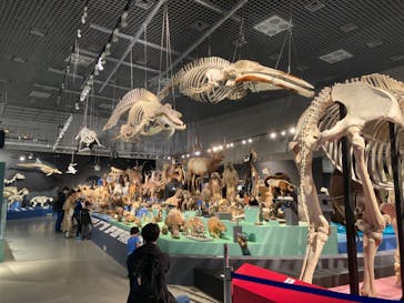 特別展「大哺乳類展３－わけてつなげて大行進」に投稿された画像（2024/4/11）
