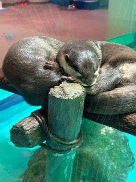 しながわ水族館に投稿された画像（2024/4/11）