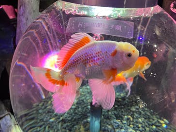 UWS AQUARIUM GA☆KYOに投稿された画像（2024/4/11）