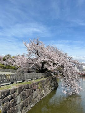 小田原城に投稿された画像（2024/4/11）