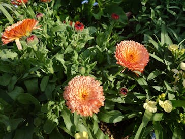 浜名湖花博2024に投稿された画像（2024/4/11）