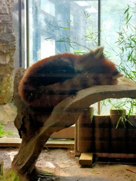 よこはま動物園ズーラシアに投稿された画像（2024/4/11）