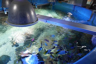 しながわ水族館に投稿された画像（2024/4/11）