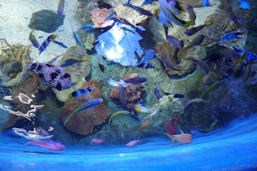 しながわ水族館に投稿された画像（2024/4/11）