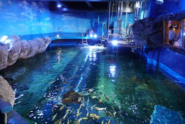 しながわ水族館に投稿された画像（2024/4/11）