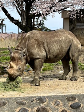 日立市かみね動物園に投稿された画像（2024/4/11）