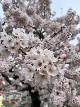 日立市かみね動物園に投稿された画像（2024/4/11）