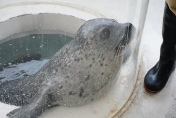 しながわ水族館に投稿された画像（2024/4/11）